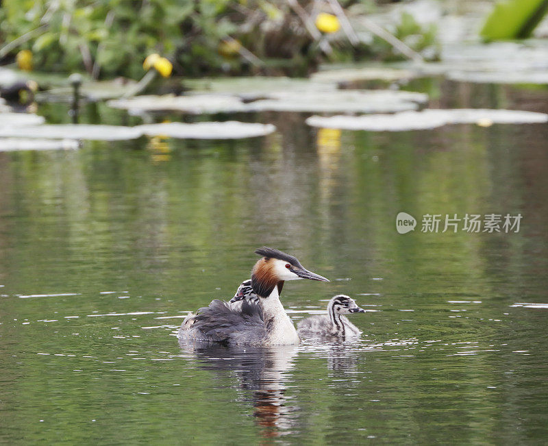 大冠毛鸊鷉(Podiceps cristatus)，有两个幼